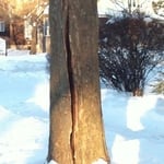 Frozen Tree Damage