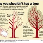 Why you shouldn't top a tree