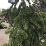 Tree Planting Services