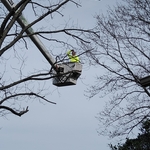 DIAMOND TREE SERVICE