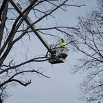 DIAMOND TREE SERVICE