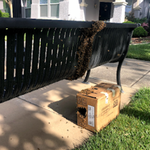 Bee Swarm Removal