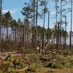 tree service storm clean up