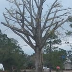 Trimmed up oak tree