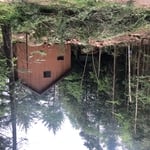 Trees down