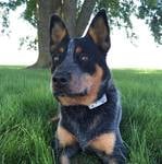 Dog Guard
