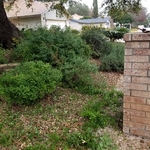 Flower Bed