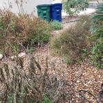 Right side of yard