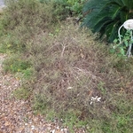 Right side of yard