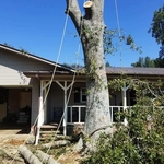 Tree Removal