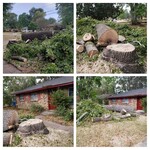 Tree Removal
