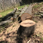 Tree Removal