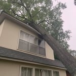 Large Oak