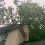 Large Oak