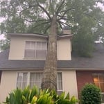 Large Oak