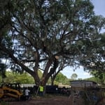 Very large tree removal