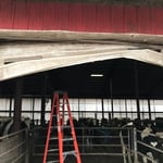 Cows destroy Door