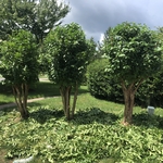 Shaping Crape Myrtles