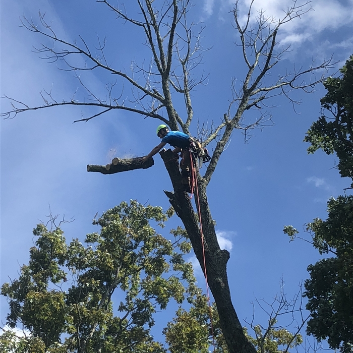 Large dead Ash tree removal