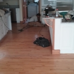 Sanding Floors