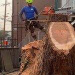 Tree Removal