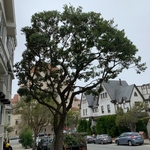 Tree Trimmed
