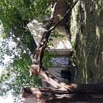 Maple removal from storm