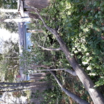 Maple removal from storm