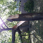 Maple removal from storm