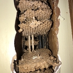 Wasp nest in wall space.