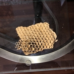Wasp nest in wall space