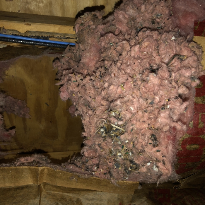 Mouse nest
