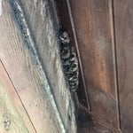 Bats Roosting