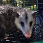 Humane Opossum Removal