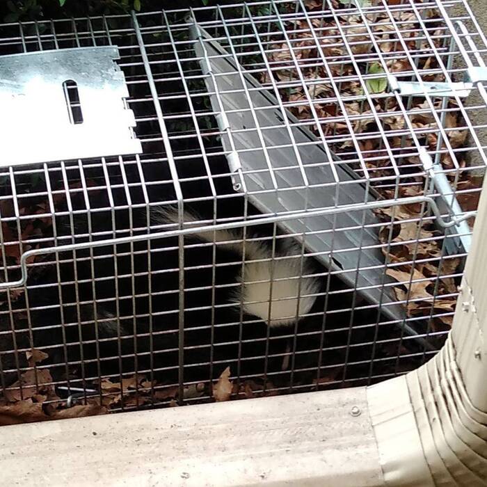 Skunk Removal