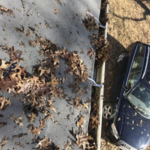 Gutter cleaning