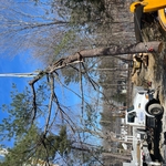 Large Tree Removal