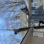 Large Tree Removal