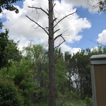 Before removal