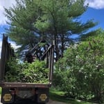 Tree Removal