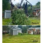 Tree Removal
