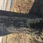 Mushroom growth can indicate tree decay