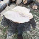 Take down your trees in the winter