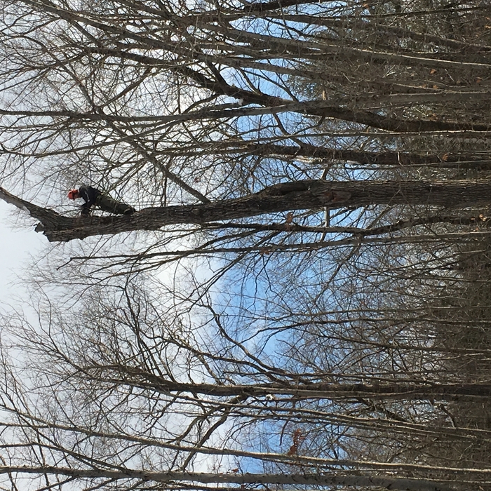 Dead tree removal
