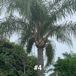 Tree trimming