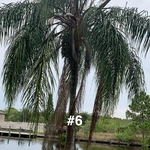 Tree trimming