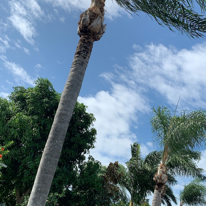 Tree trimming
