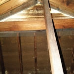 Bat removal
