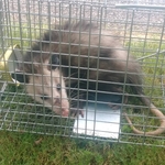 Possum