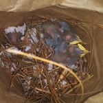 Baby birds